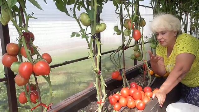 Лучшие томаты! Очень редкий коллекционный томат Мамино малиновое сердце. №314. смотреть онлайн