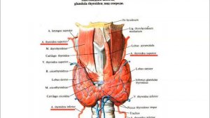Щитовидная железа: топография, строение, функция, кровоснабжение, иннервация