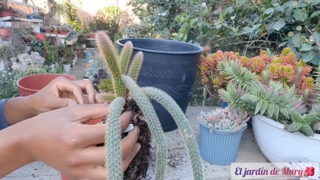 Cotiledon pendens, Peperomia Hope y cactus cola de rata (Aporocactus flagelliformis) Trasplante...? смотреть онлайн