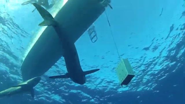 Сады Королевы. Jardines de la Reina. Part 4. Sharks... смотреть онлайн