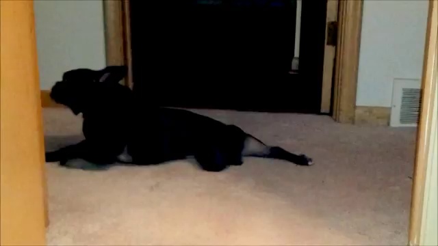 Довольный бульдожек смотреть онлайн