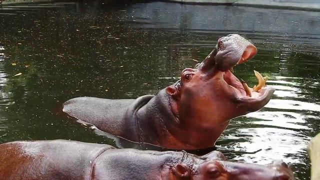 Animal Planet , Amazing World Of Animals Kingdom With Relaxing Music