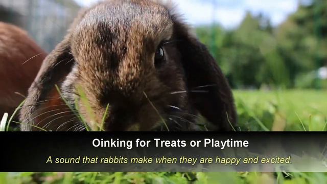 Rabbit Sounds to Make Them Come to You - Bunny Sounds смотреть онлайн