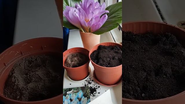 Пиëзли гулларни экиш вакти келди. Время для луковечных цветов смотреть онлайн