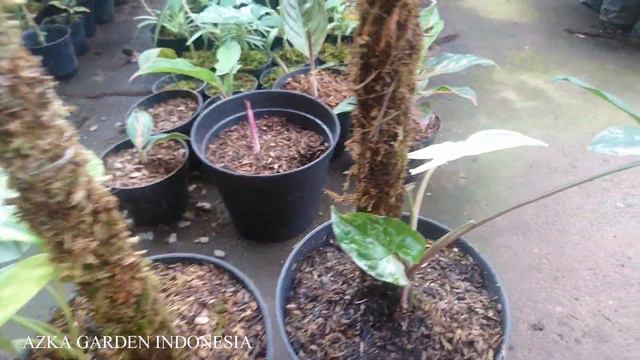 Eps 151 TRIK CARA CEPAT INDUKAN TANAMAN PRODUKSI LAGI !! CEPAT PANEN LAGI !!