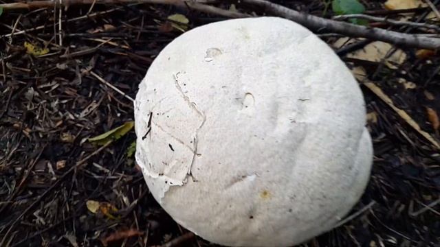 Кулинарные проекты