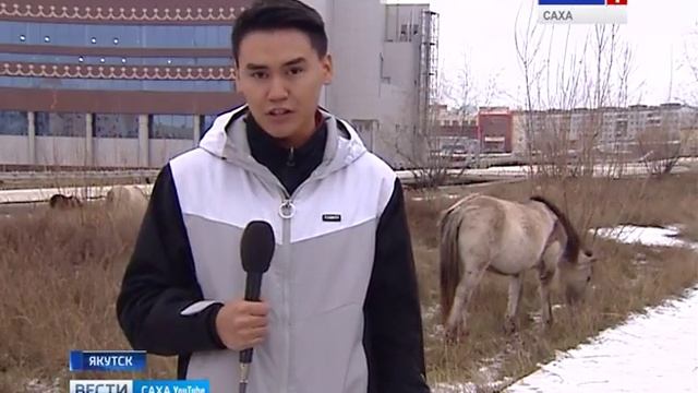 ЛОШАДИ В ГОРОДЕ смотреть онлайн