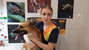 ВОСПАЛЕНИЕ ПАРААНАЛЬНЫХ ЖЕЛЁЗ У СОБАК - Первые Симптомы, Лечение и Профилактика. Советы ветврача.