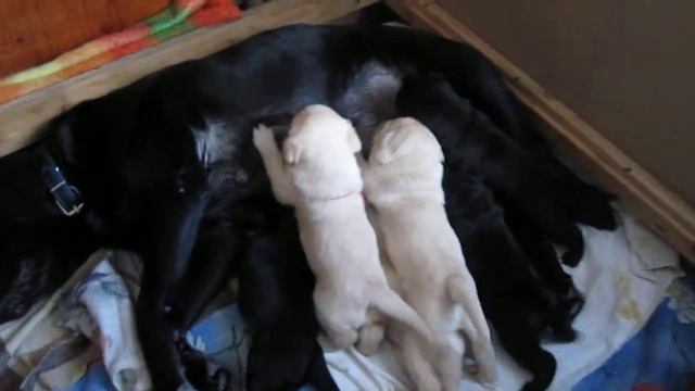 Щенки кушают.Порода лабрадор ретривер смотреть онлайн