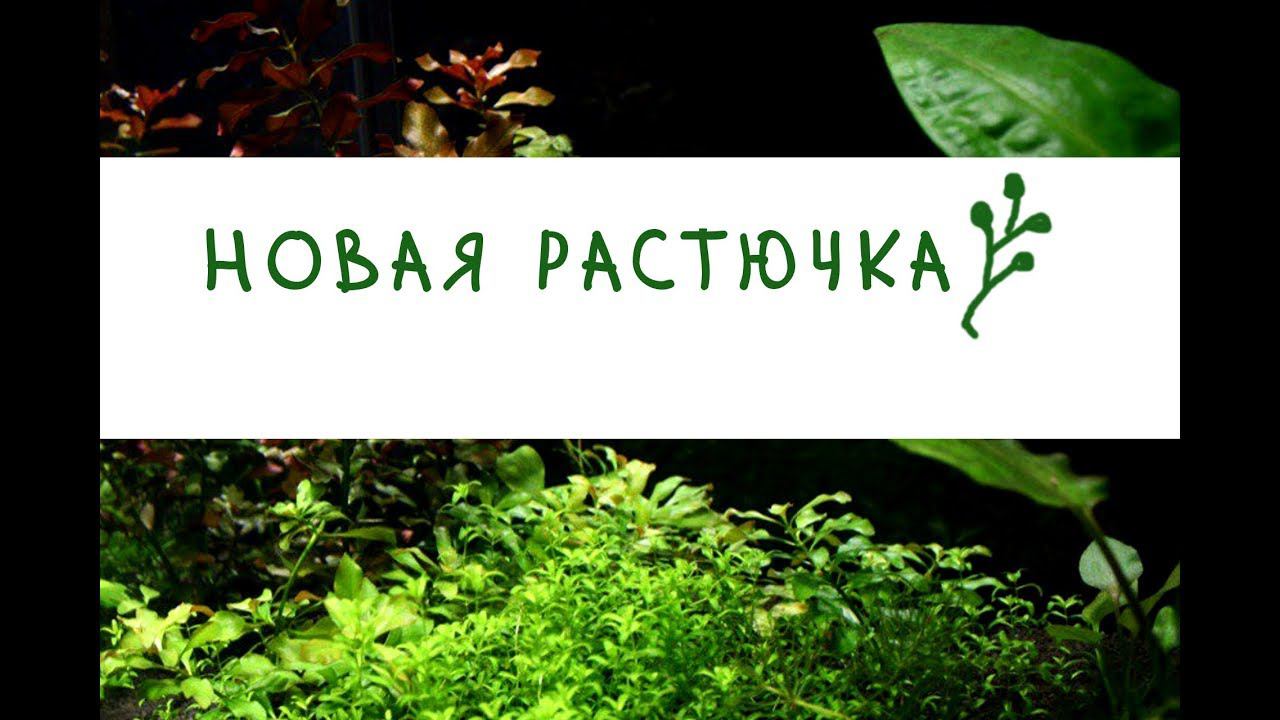 Новая растючка. Микрантемум Монте Карло, Элеохарис мини, Ситняг крошечный, Марсилия, Кардамин