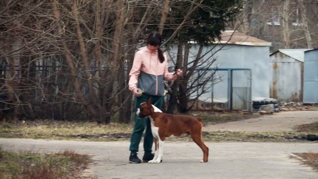Собака породы немецкий боксер. Молодой рыжий кобель смотреть онлайн