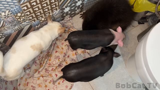 БОБР ЗНАКОМИТСЯ С МИНИПИГАМИ / Собака хочет спасти утопающего бобра / Котята требуют молоко смотреть онлайн