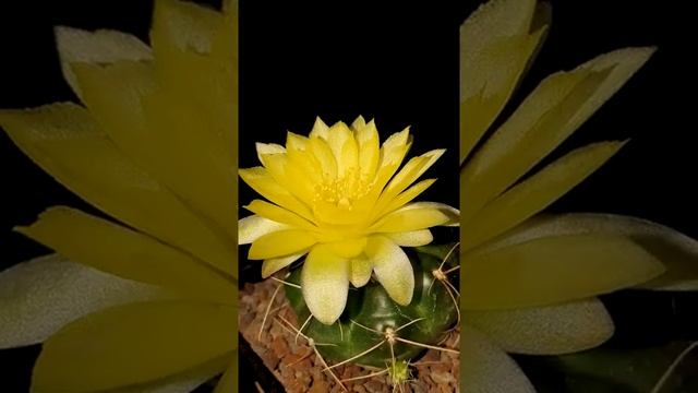 Cactus & Succulent Shorts | Gymnocalycium Andreae Flower | #shorts смотреть онлайн
