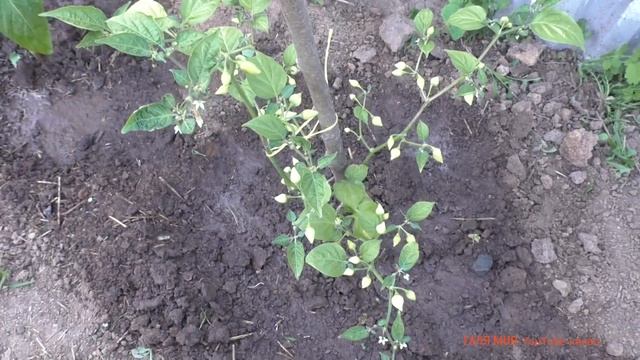 Почему плохо завязываются томаты Что делать смотреть онлайн