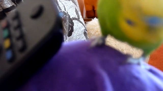 Любимые занятия попугая Тоши//Игрушки для волнистого попугая смотреть онлайн