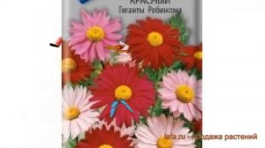 Пиретрум красный Гиганты Робинсона ? обзор: как сажать, семена пиретрума Гиганты Робинсона