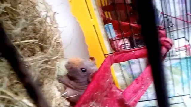 Мой зоопарк смотреть онлайн