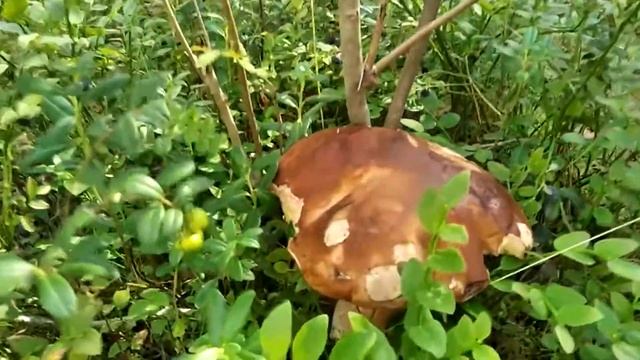 Мой городок - Бабаево смотреть онлайн