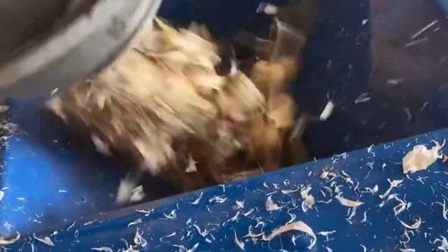 Шелушение бульбочки чеснока #чеснок #бульбочка #шадейка #garlic смотреть онлайн