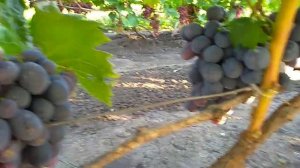 ВИНОГРАД  РУСЛАН, КРУПНАЯ ЯГОДА С ПРИВКУСОМ СЛИВЫ.