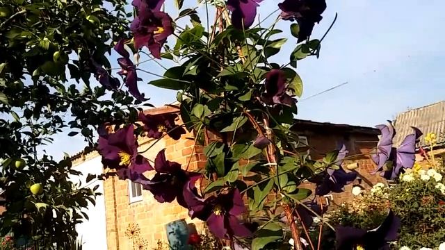 1 августа 2021 г.Роза Мишель Друкер и клематис Виола. смотреть онлайн