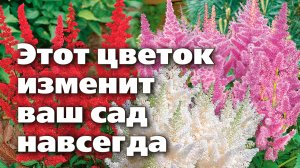 Секреты выращивания астильбы. Почему она должна быть в каждом саду