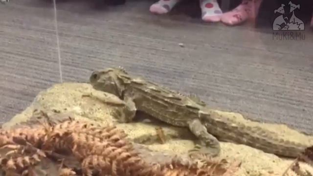 EL TUÁTARA смотреть онлайн