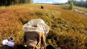 Как СОБРАТЬ 50 литров КЛЮКВЫ за 30 минут