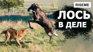ЛОСЬ - Рогатый Убийца Нападающий на МЕДВЕДЕЙ и СОБАК! Лось в деле! | RISEME