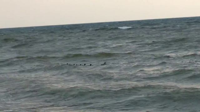 Озеро Байкал, первые впечатления. Берег Байкала со стороны деревни Боярский смотреть онлайн