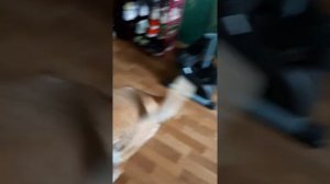 Собака не хочет гулять на улице