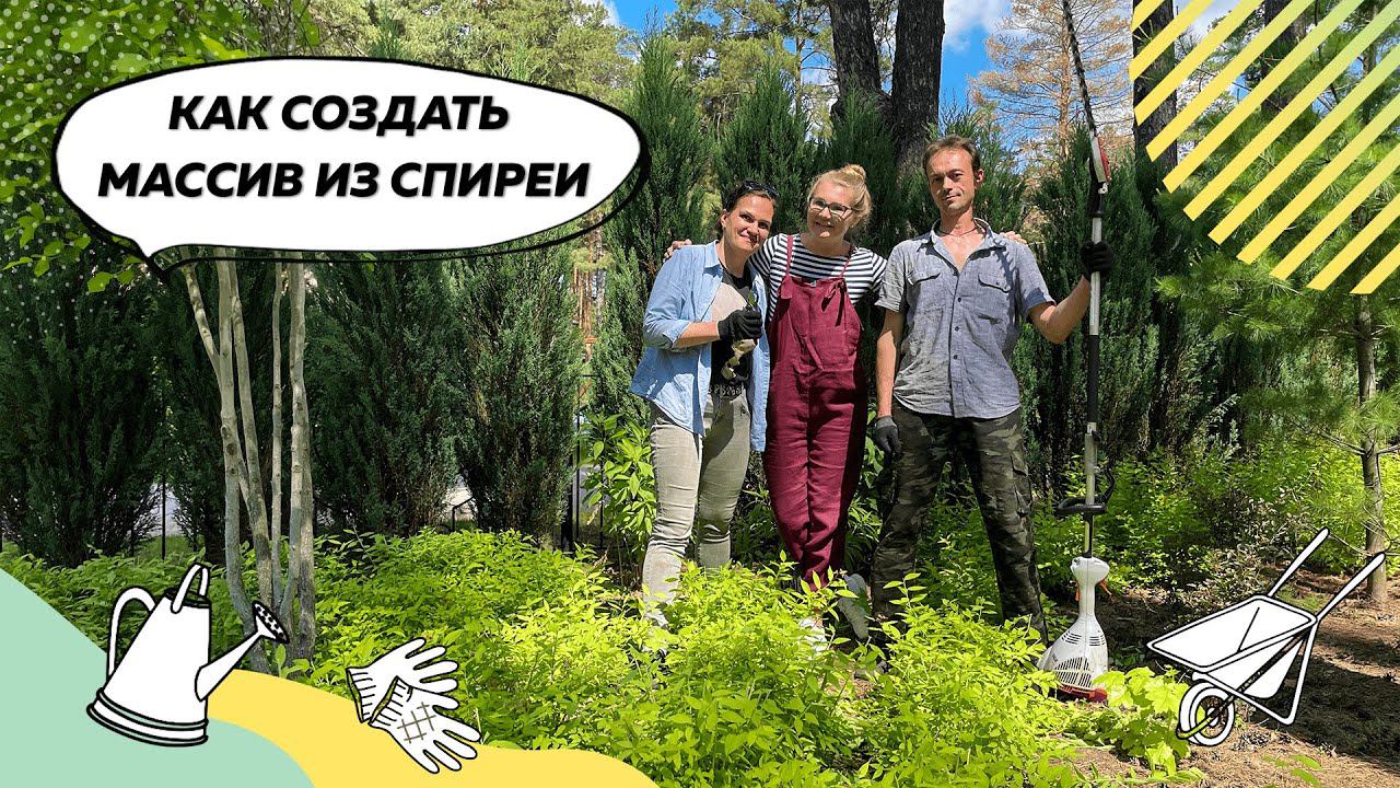 Как сформировать массив из спиреи? | Спирея | Спирея японская | Пузыреплодник смотреть онлайн