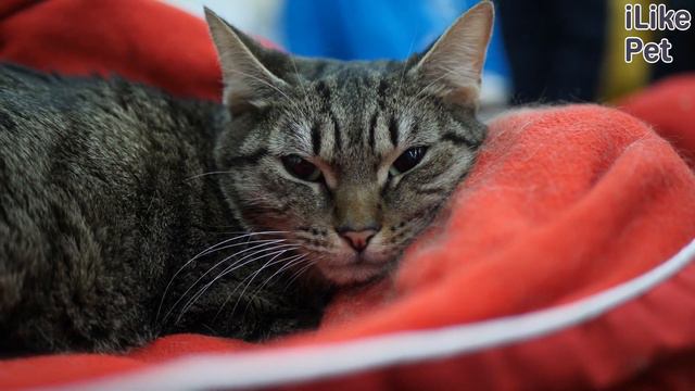4 особенности кошачьего иммунитета смотреть онлайн