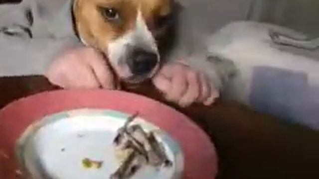 собака человек 5 смотреть онлайн