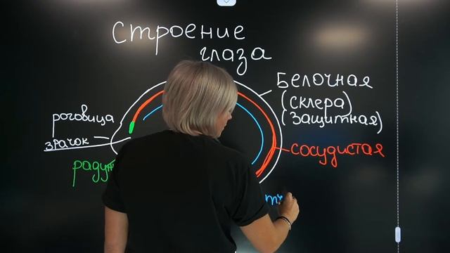 Зрительный анализатор | ЕГЭ 2022 по БИОЛОГИИ смотреть онлайн