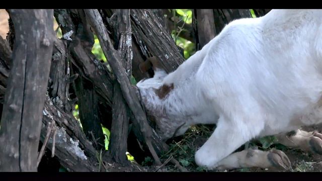Maasai lifestyle is very different compare to Hadzabe hunter - gatherers смотреть онлайн