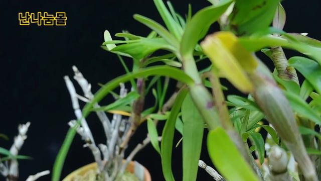쉽게 석곡난(장생란) 키우기(대생,대화,사자엽)(石斛, Dendrobium moniliforme, セッコク, 長生蘭, orchid смотреть онлайн