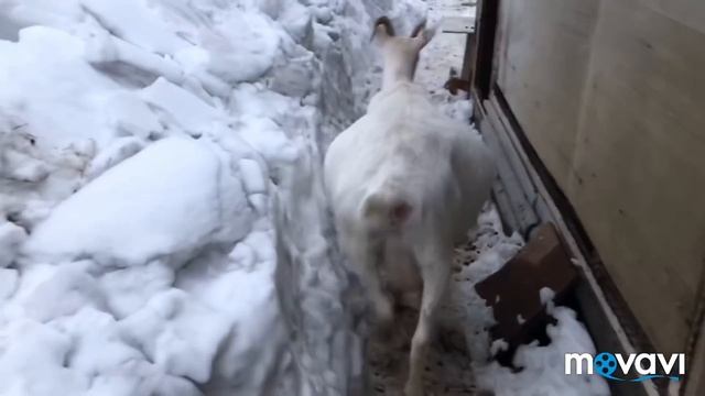 Завалило!//Все живы!//Сушу сухари// смотреть онлайн