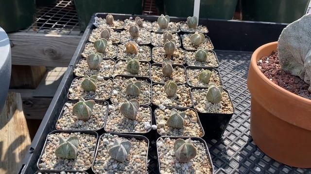 Astrophytum myriostigma “Bishop’s Cap” смотреть онлайн