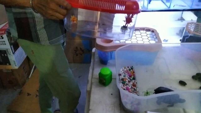 baby red ear slider?? turtles price in delhi turtle singapuri turtle shop in delhi turtle || смотреть онлайн