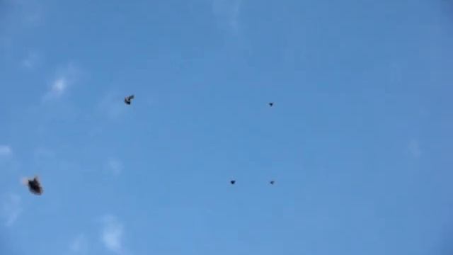 MOV00194николаевские сальска