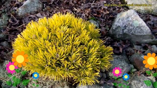 Сосна горная Винтер Голд. Краткий обзор, описание характеристик, где купить pinus mugo Wintergold смотреть онлайн