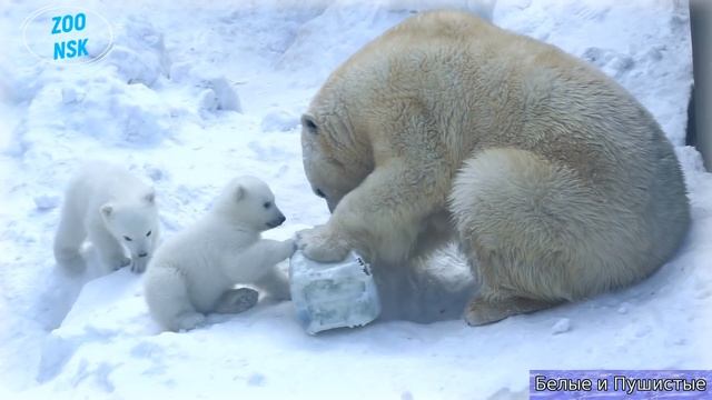 Мама-медведица с медвежатами и папа-медведь смотреть онлайн