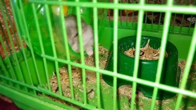 Признаки старения джунгарского хомяка?? смотреть онлайн