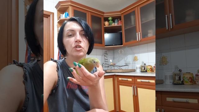 Баррабандов попугай Гарри разговорился))) смотреть онлайн