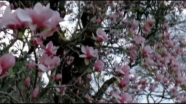 Гр. Виктория - Чом ти не прийшов.. автор ролика Светлый смотреть онлайн