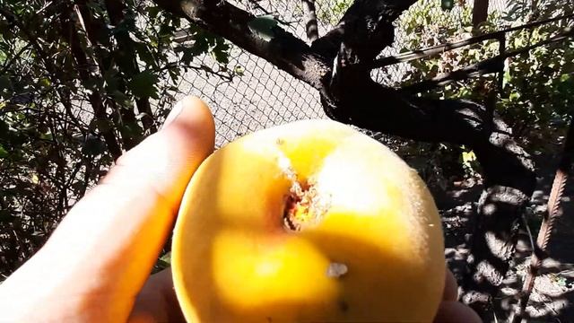 Гумат калия из биогумуса и персик дичка. смотреть онлайн