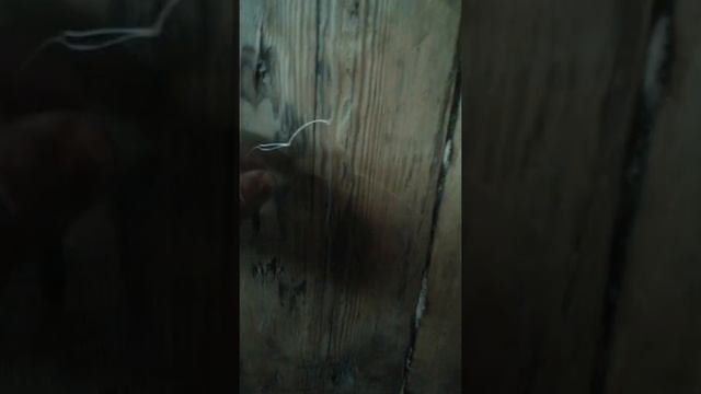 Снасть бомбарда. ловит чехонь по три штуки за раз. смотреть онлайн