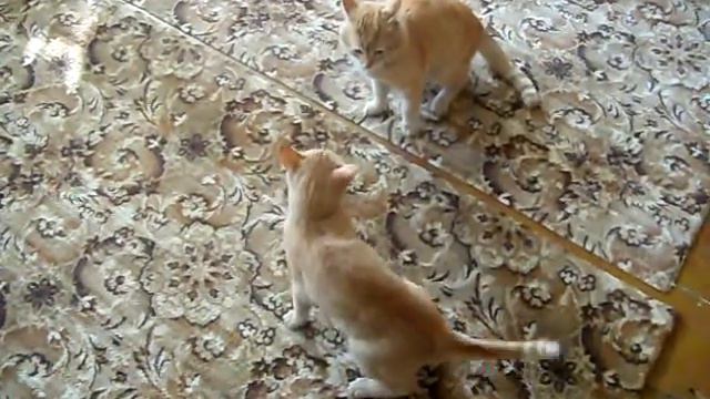 КОШАЧИЙ БОЙ смотреть онлайн