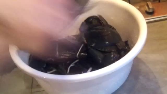 Как вымыть и сварить краба. смотреть онлайн